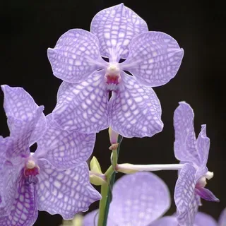thumbnail for publication: Orchids